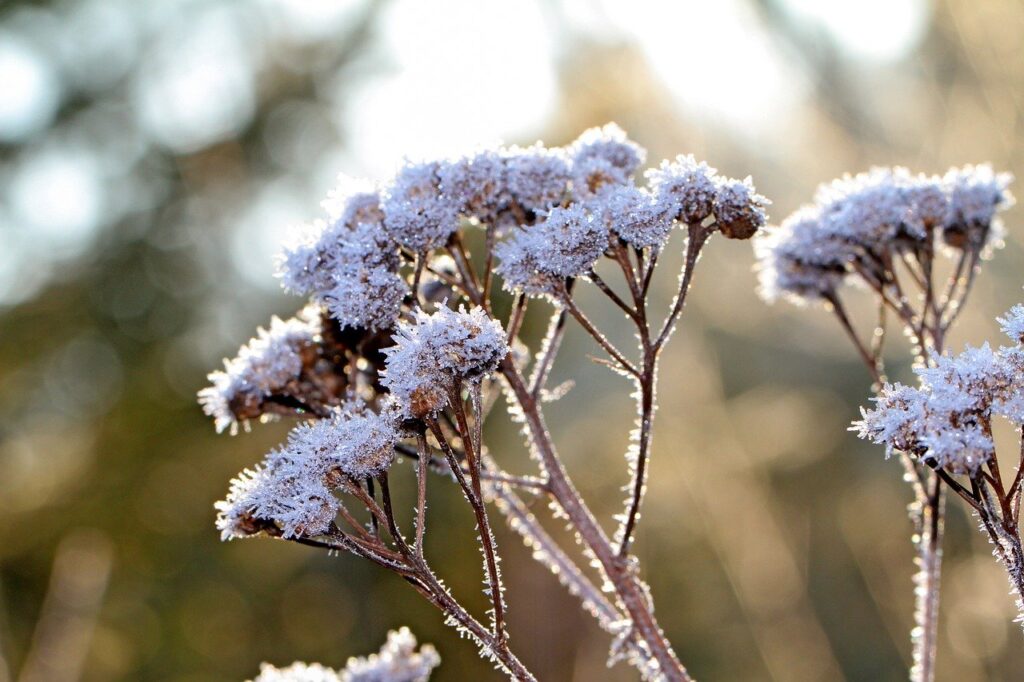 wild plant, grass, snow-4752336.jpg